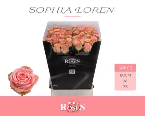 Rosa gr sophia loren