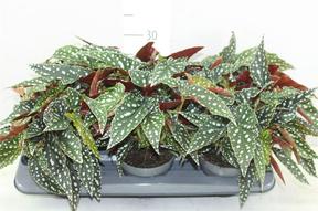 Begonia maculata