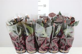 Anthurium Black 5+