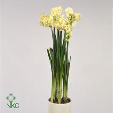 Narcis Tete a Tete zinek