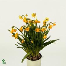 Narcis Tete a Tete zinek