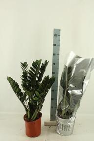 Zamioculcas Super Nova