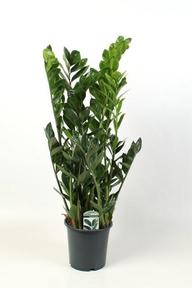 Zamioculcas Super Nova