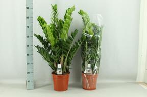 Zamioculcas Super Nova