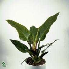 Philodendron Imperial Green