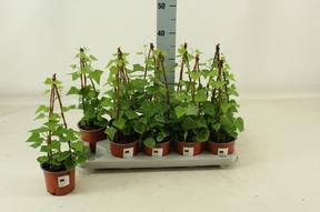 Senecio macroglossus