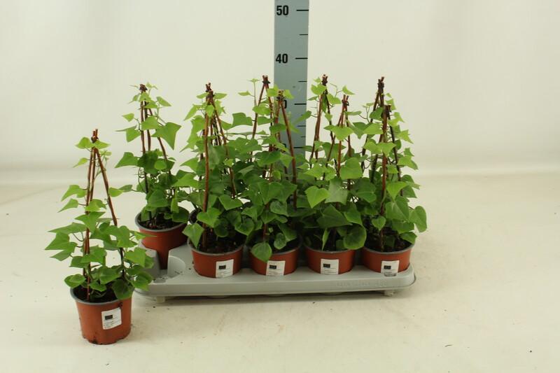 Senecio macroglossus