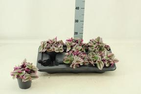 Tradescantia Nanouk