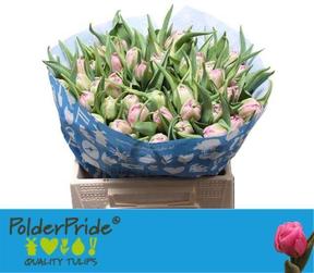 Tulp du dressing