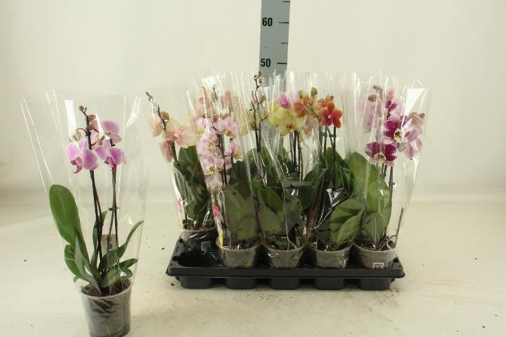 Phalaenopsis mix 2tak 14+