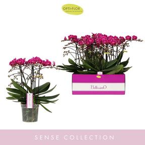 Phalaenopsis mix 4tak 40+