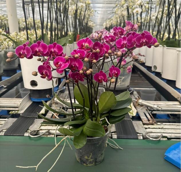 Phalaenopsis mix 4tak 40+