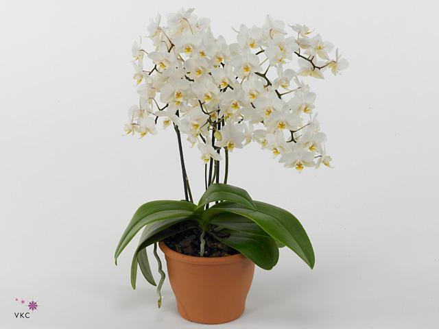 Phalaenopsis multiflora white 2tak