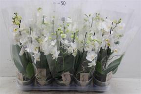 Phalaenopsis multiflora white 2tak
