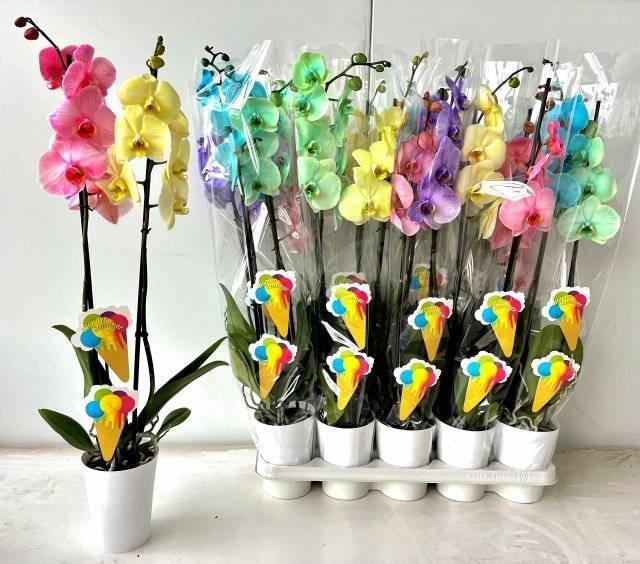 Phalaenopsis multiflora white 2tak