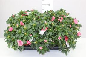 Rhododendron simsii Luntera