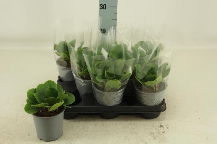 Pilea peperomiodes