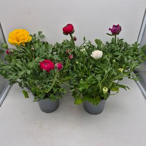 Ranunculus mix DE
