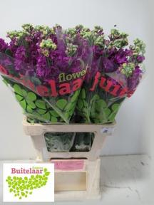 Matthiola iron purple