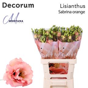 Eustoma du sabrina orange