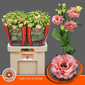 Eustoma du sabrina orange
