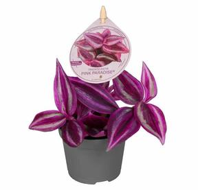 Tradescantia mix