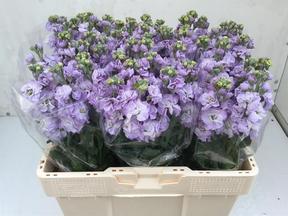 Matthiola iron marine
