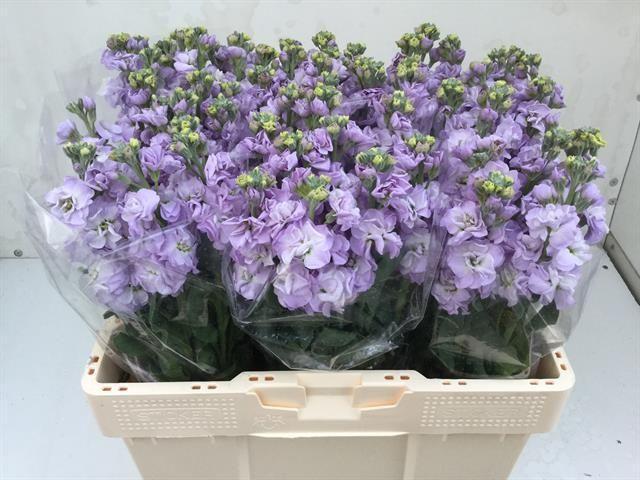 Matthiola iron marine