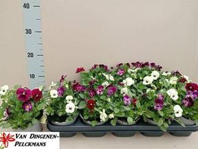 Viola cornuta mix Trio