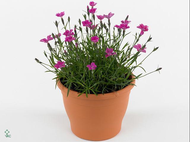 Dianthus Pink Kisses