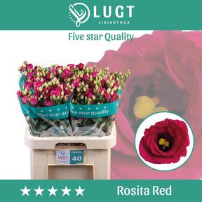Eustoma du rosita red