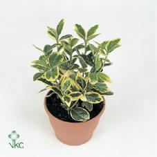 Euonymus japonicus stromek