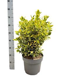 Euonymus japonicus stromek