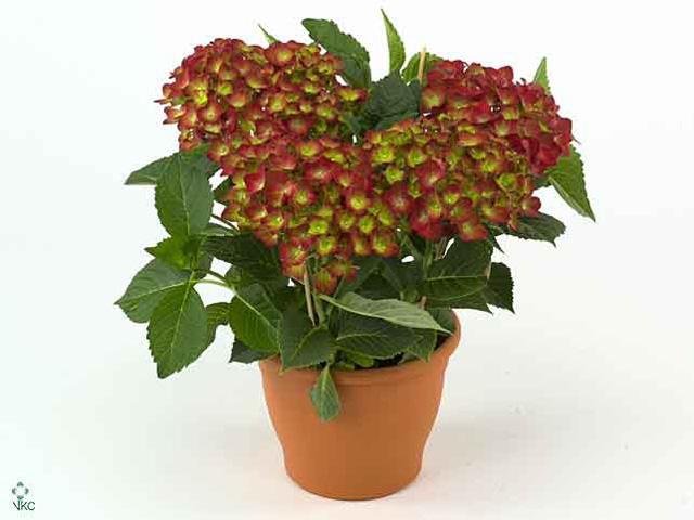 Hydrangea Rembrandt Rosa 6+