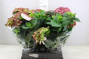 Hydrangea Rembrandt Rosa 6+