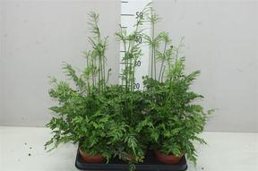 Pteris ensiformis