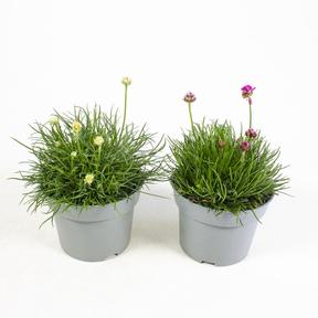 Armeria mix