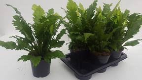 Asplenium nidus Campio