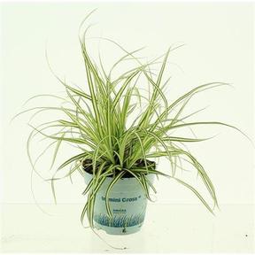 Carex Evergold
