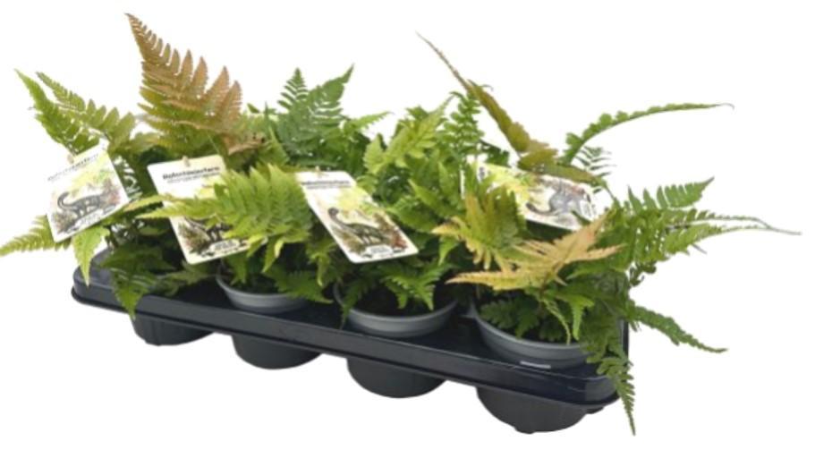 Kapradiny venkovní mix