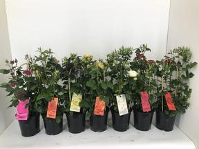 Rosa pnoucí mix