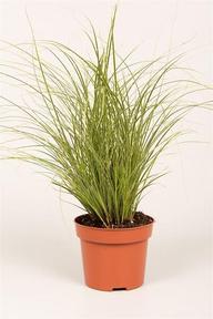 Carex brunnea Jubilo