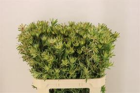 Leucadendron ayoba star pearl