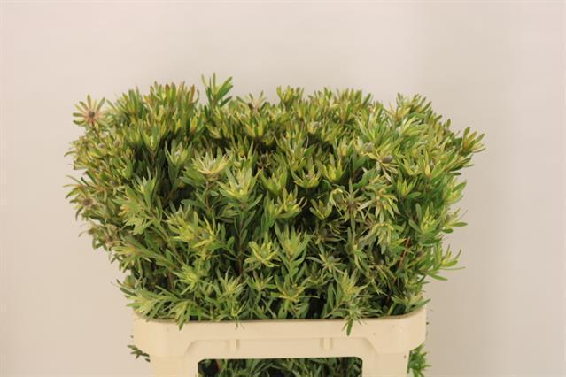 Leucadendron ayoba star pearl