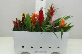 Bromelia mix