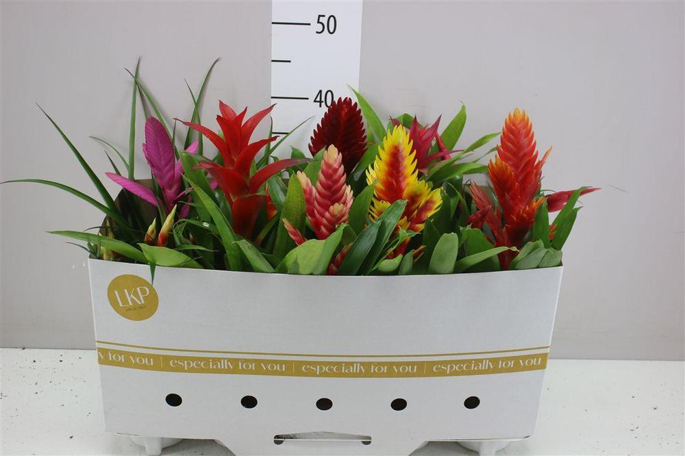 Bromelia mix