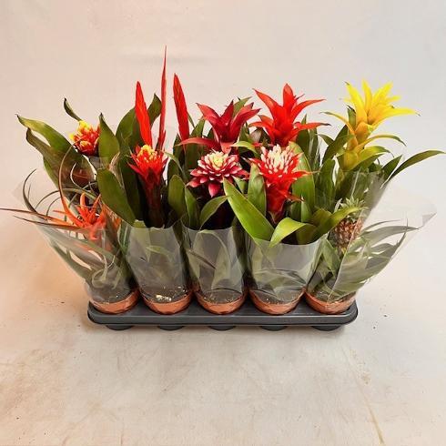 Bromelia mix