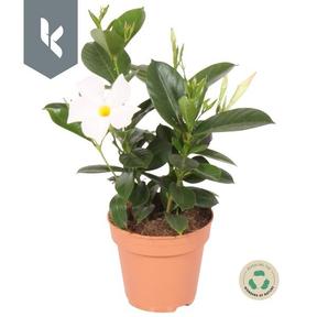 Mandevilla mix