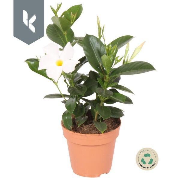 Mandevilla mix