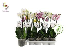 Phalaenopsis mix 2tak